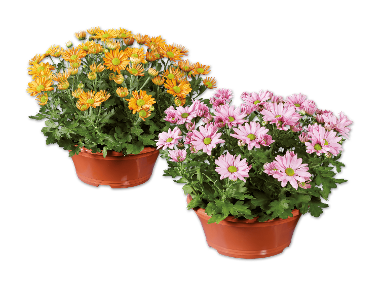 Chrysanthemenschale