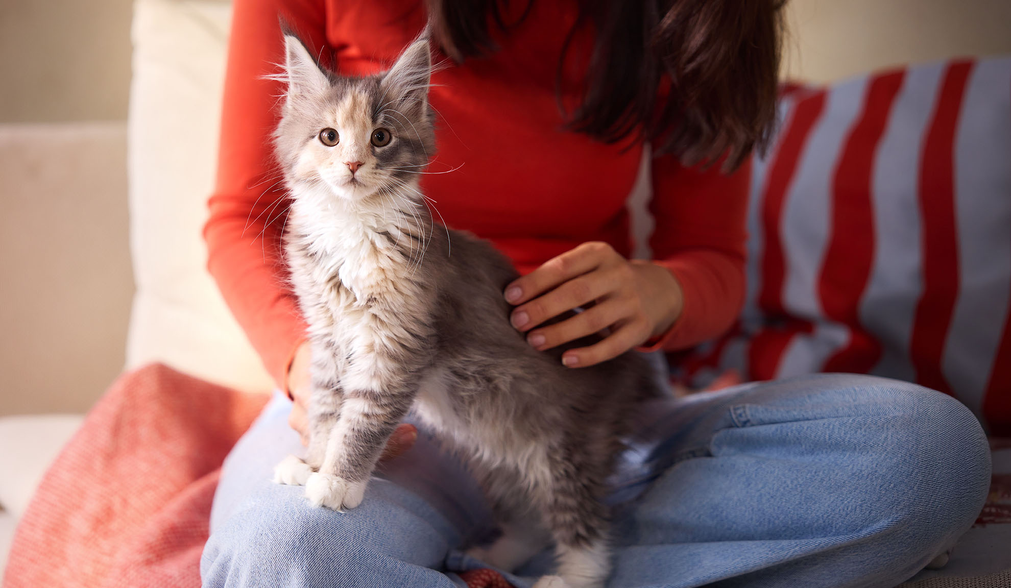 Flauschiges Kätzchen sitzt auf dem Schoß, während eine Frau es streichelt.