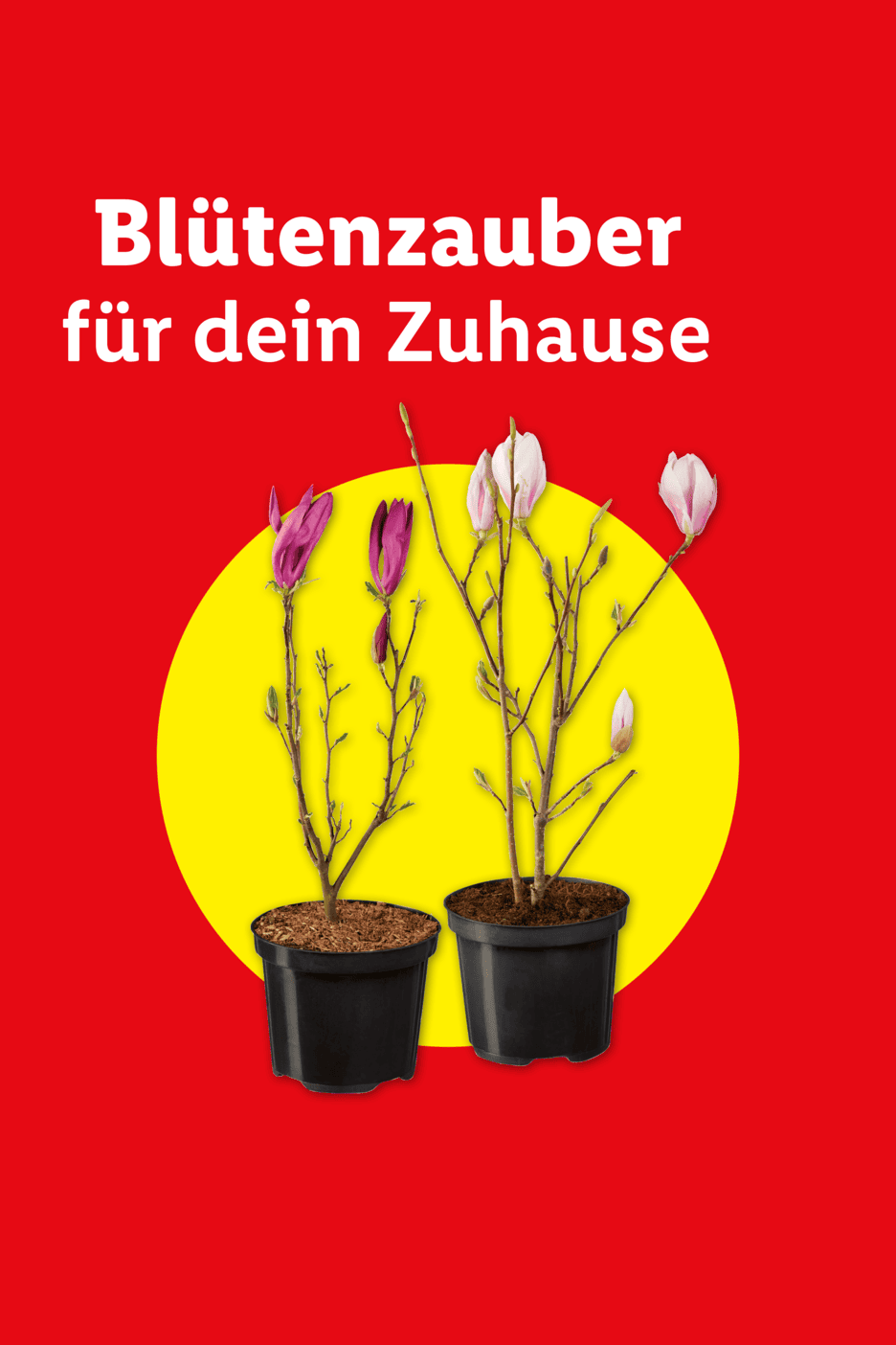 Magnolienpflanzen in Töpfen vor gelbem Kreis auf rotem Hintergrund mit Text 'Blütenzauber für dein Zuhause'.
