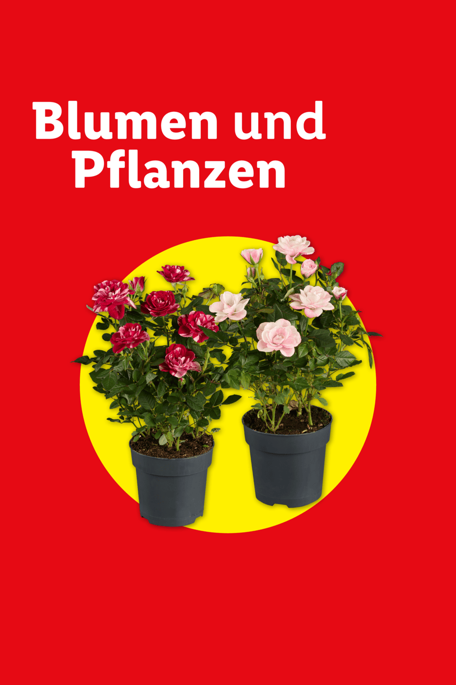 Blumen und Pflanzen: Zwei Topfrosen, eine rot-weiß gestreift, die andere hellrosa, auf gelbem Kreis vor rotem Hintergrund.