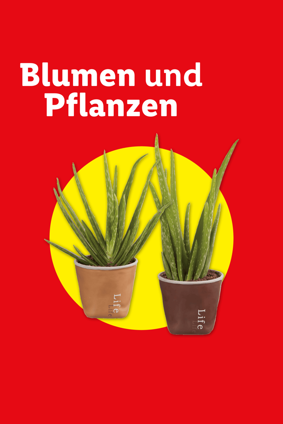 Zwei Aloe Vera Pflanzen in Töpfen vor einem gelben Kreis auf rotem Hintergrund mit dem Text 'Blumen und Pflanzen'.
