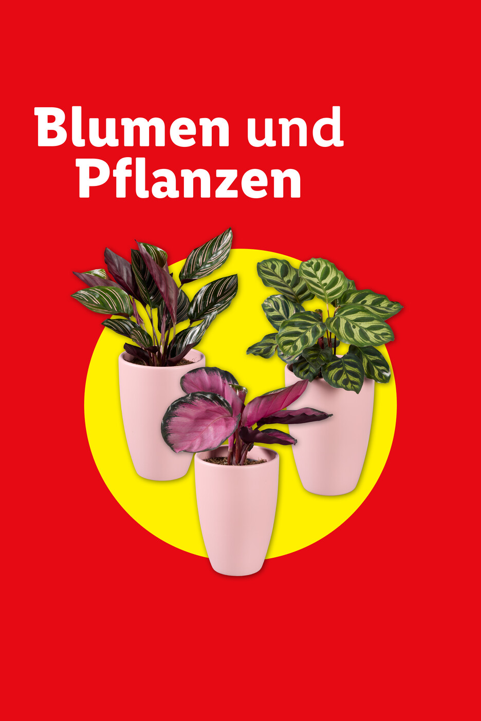 Drei Zimmerpflanzen in rosa Töpfen auf gelbem Kreis mit Text „Blumen und Pflanzen“.