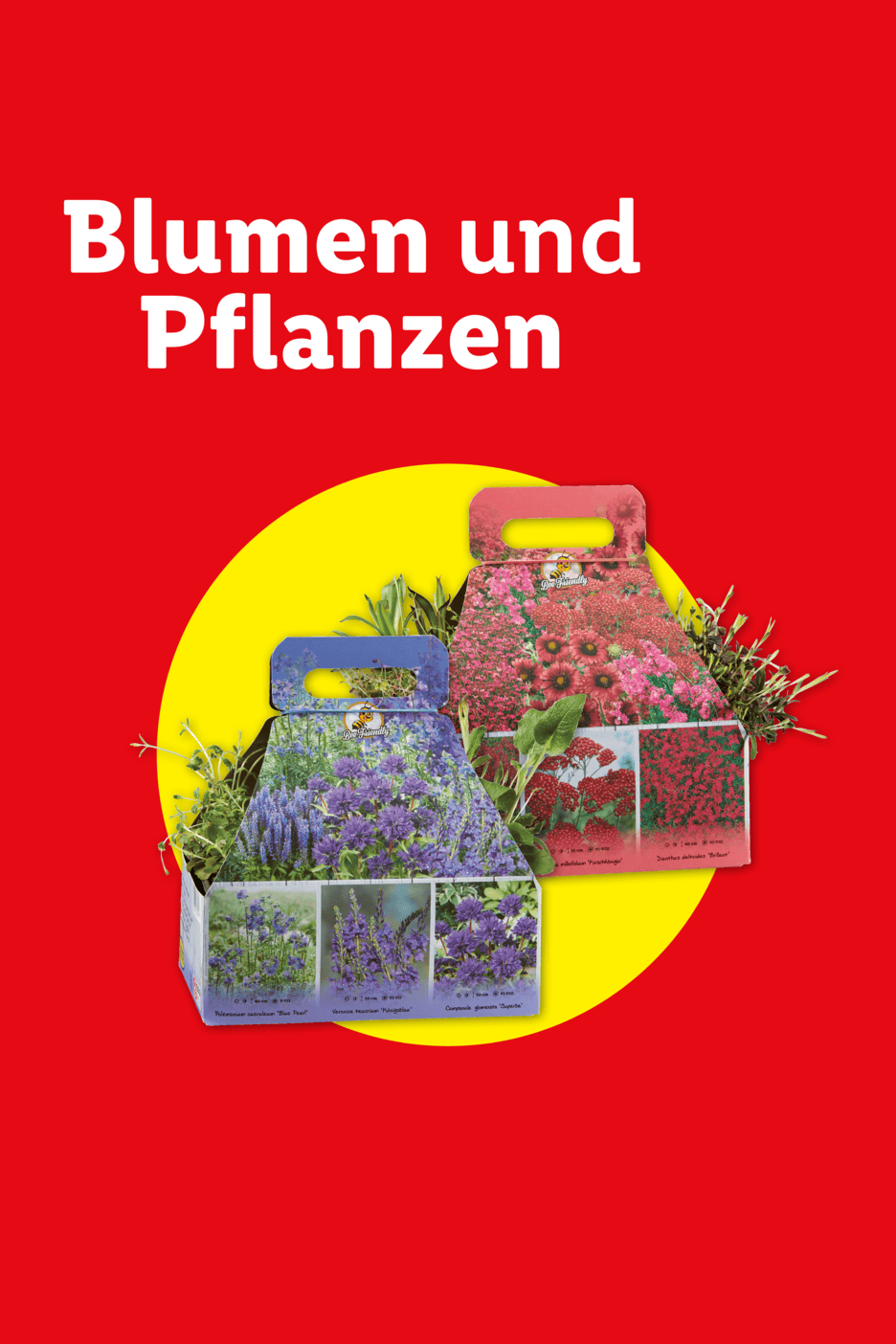 Zwei Blumen- und Pflanzenpakete mit lila und roten Blüten auf gelbem Kreis und rotem Hintergrund.