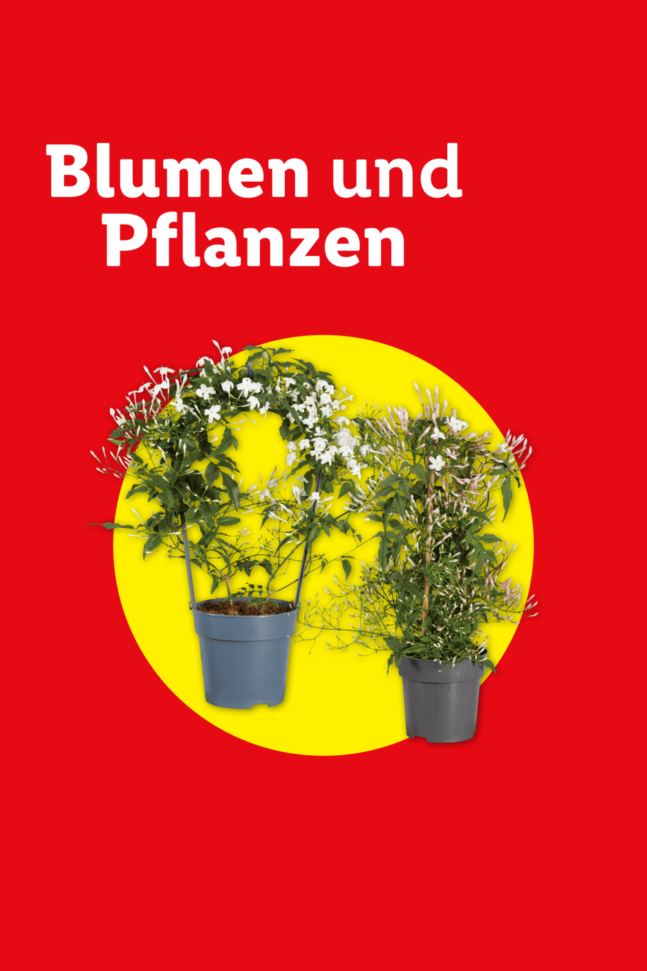 Blumen und Pflanzen: Zwei blühende Jasminpflanzen in Töpfen auf gelbem Kreis.