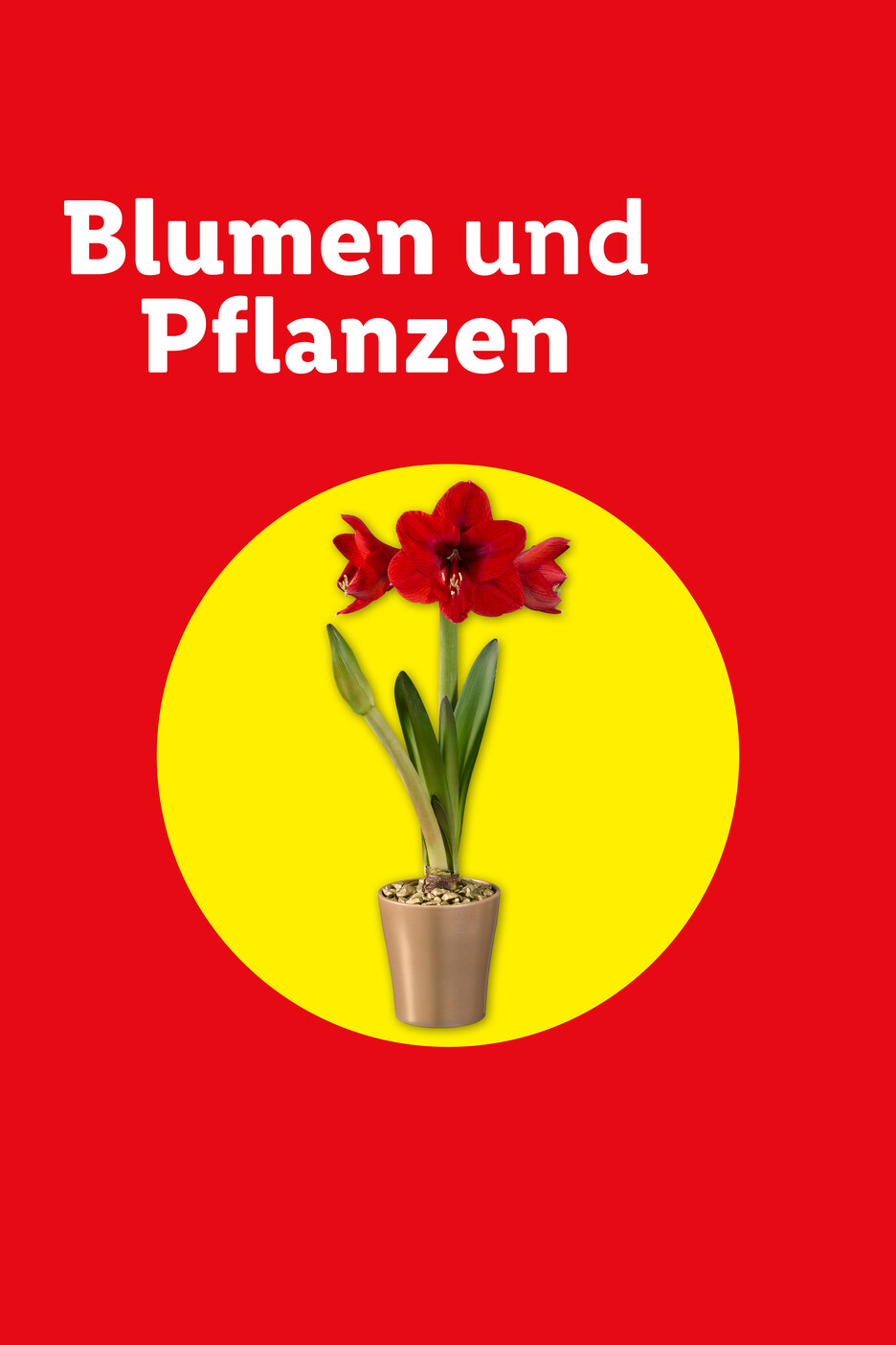 Rote Amaryllis in einem Topf auf gelbem Kreis mit dem Text 'Blumen und Pflanzen'