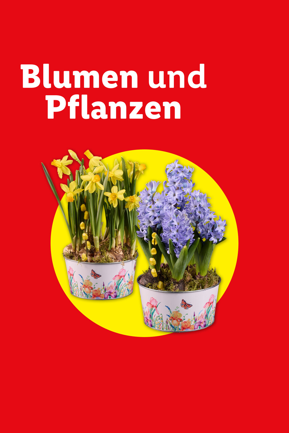 Gelbe Narzissen und lila Hyazinthen in dekorativen Töpfen auf rotem Hintergrund mit der Aufschrift „Blumen und Pflanzen“.