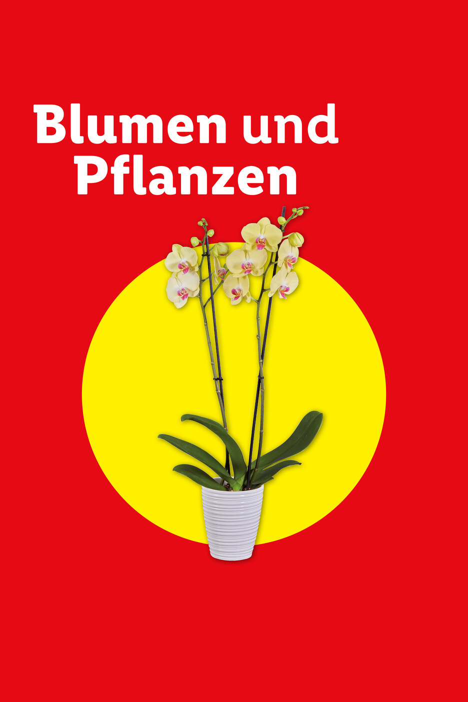 Gelbe Orchidee in weißem Topf vor gelbem Kreis auf rotem Hintergrund