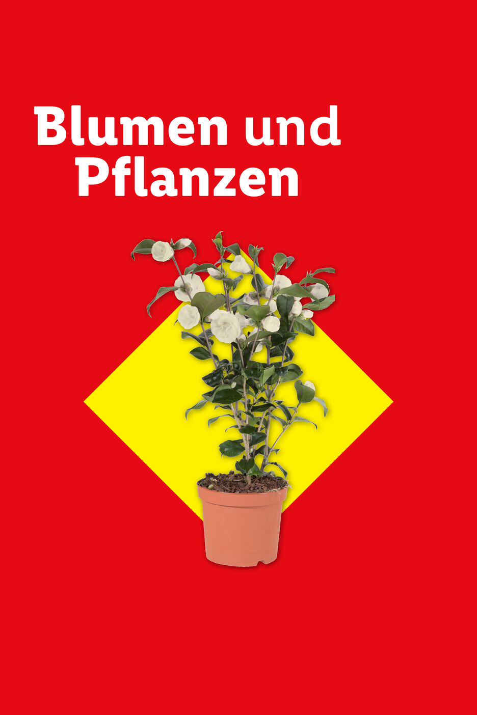 Blumen und Pflanzen: Topfpflanze mit weißen Blüten auf rotem und gelbem Hintergrund.