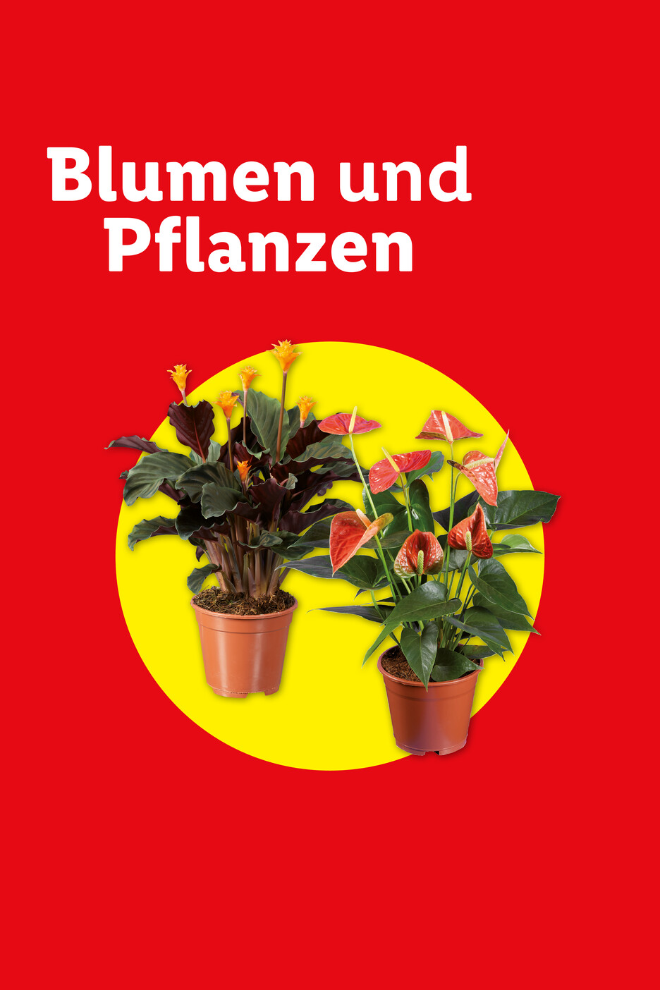 Zwei Topfpflanzen, eine mit gelben Blüten und eine mit roten Anthurien, auf gelbem Kreis mit Text „Blumen und Pflanzen“.