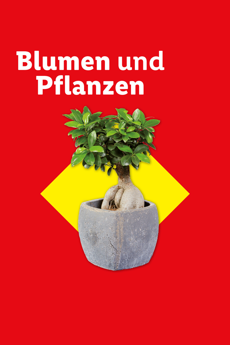 Bonsai-Pflanze in einem grauen Topf auf rotem Hintergrund mit gelbem Akzent, Text: Blumen und Pflanzen