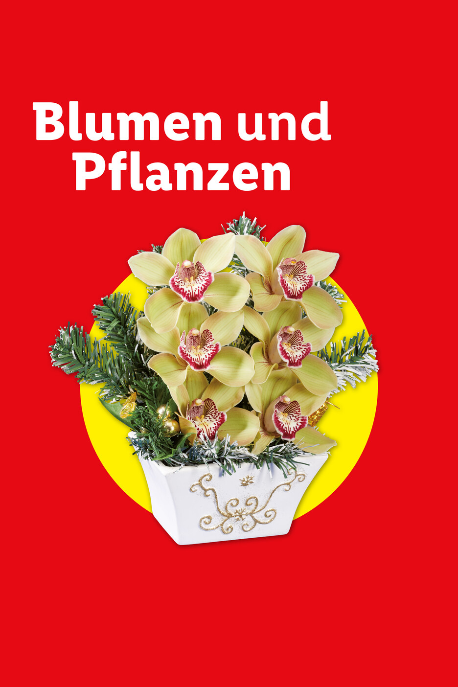 Blumen und Pflanzen: Orchideen in weißem Topf mit Weihnachtsdeko auf rotem Grund