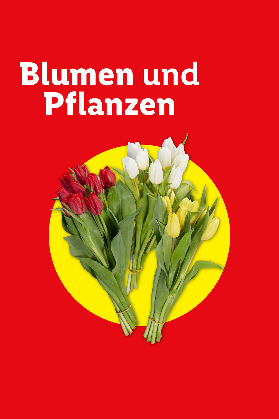 Blumen und Pflanzen: Rote, weiße und gelbe Tulpensträuße auf gelbem Kreis vor rotem Hintergrund.