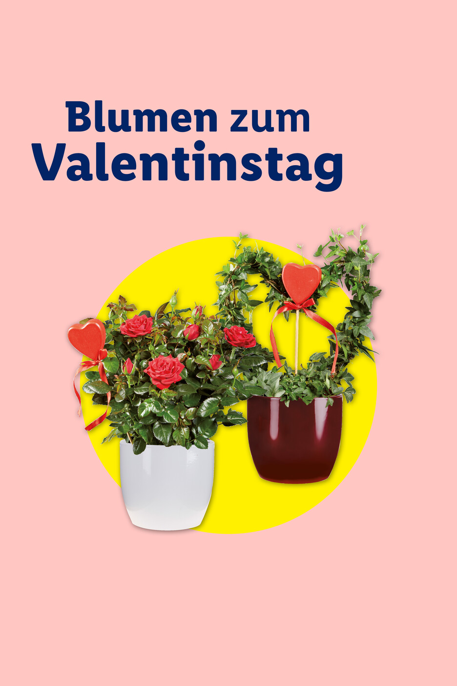 Blumen zum Valentinstag: Rote Rosen und Efeu in Töpfen mit Herzdekoration auf rosa Hintergrund.