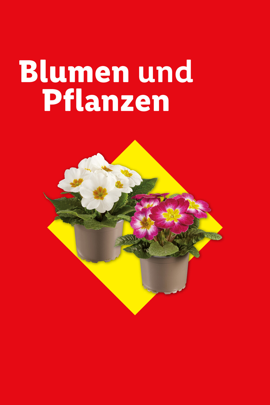 Zwei Primeln in Töpfen, eine weiß, eine pink, auf rotem Hintergrund mit gelbem Quadrat. Text: Blumen und Pflanzen.