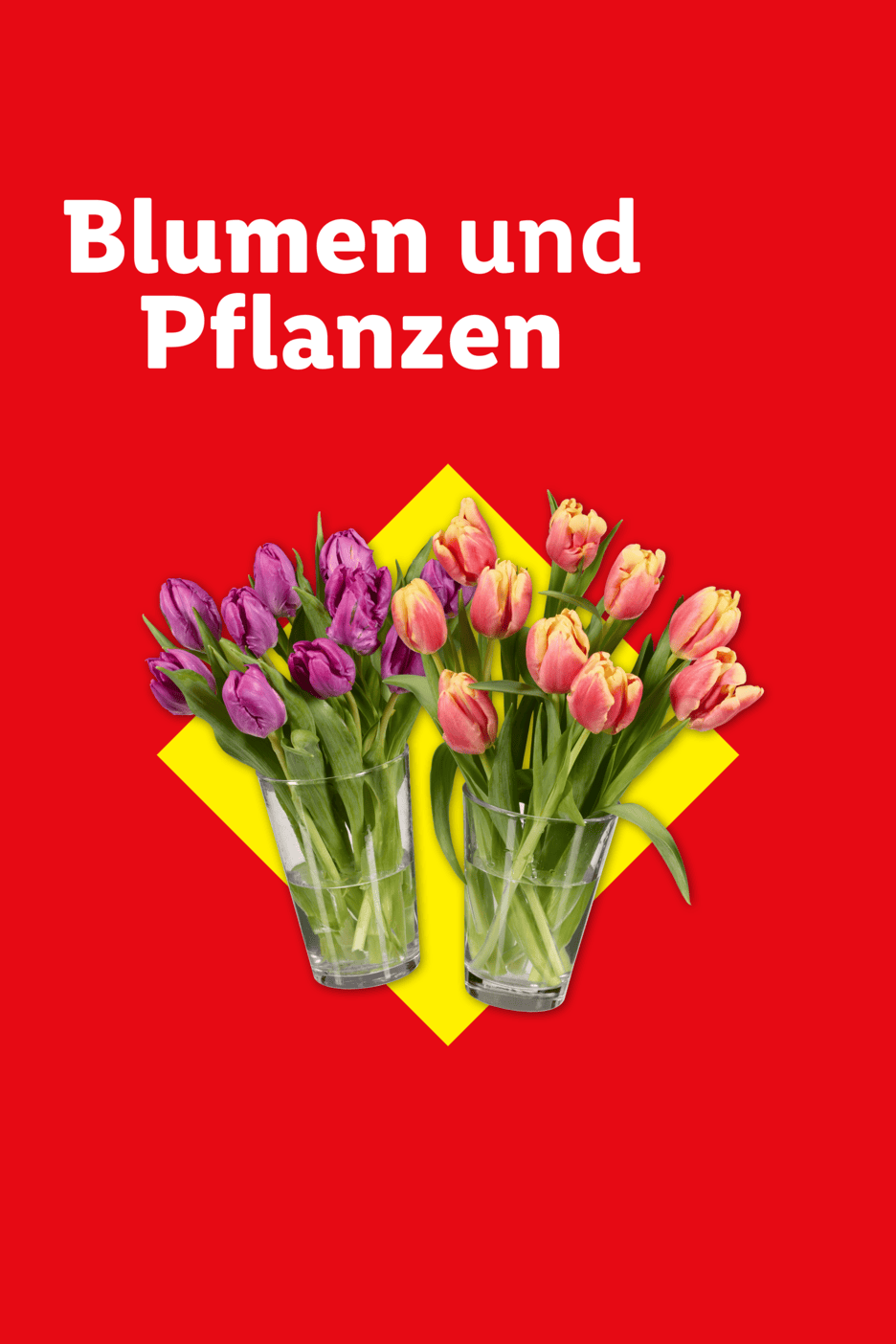 Zwei Vasen mit lila und orangefarbenen Tulpen auf rotem Hintergrund mit gelbem Quadrat. Text: Blumen und Pflanzen.