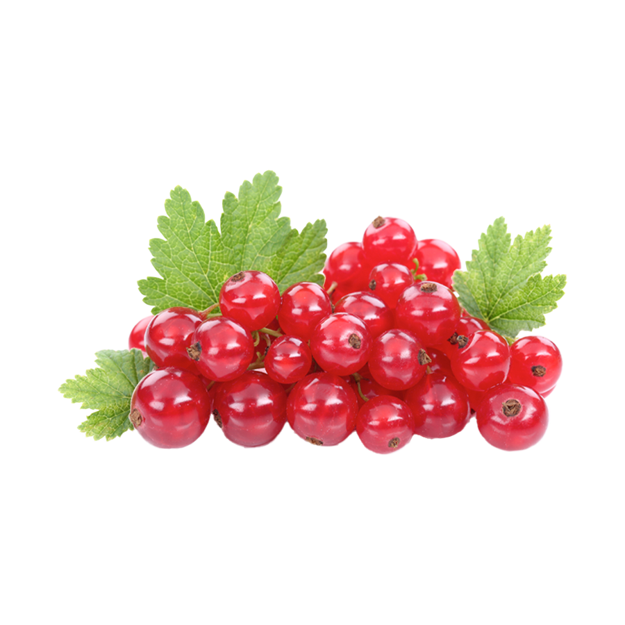 Rote Johannisbeeren mit Blättern auf weißem Hintergrund.