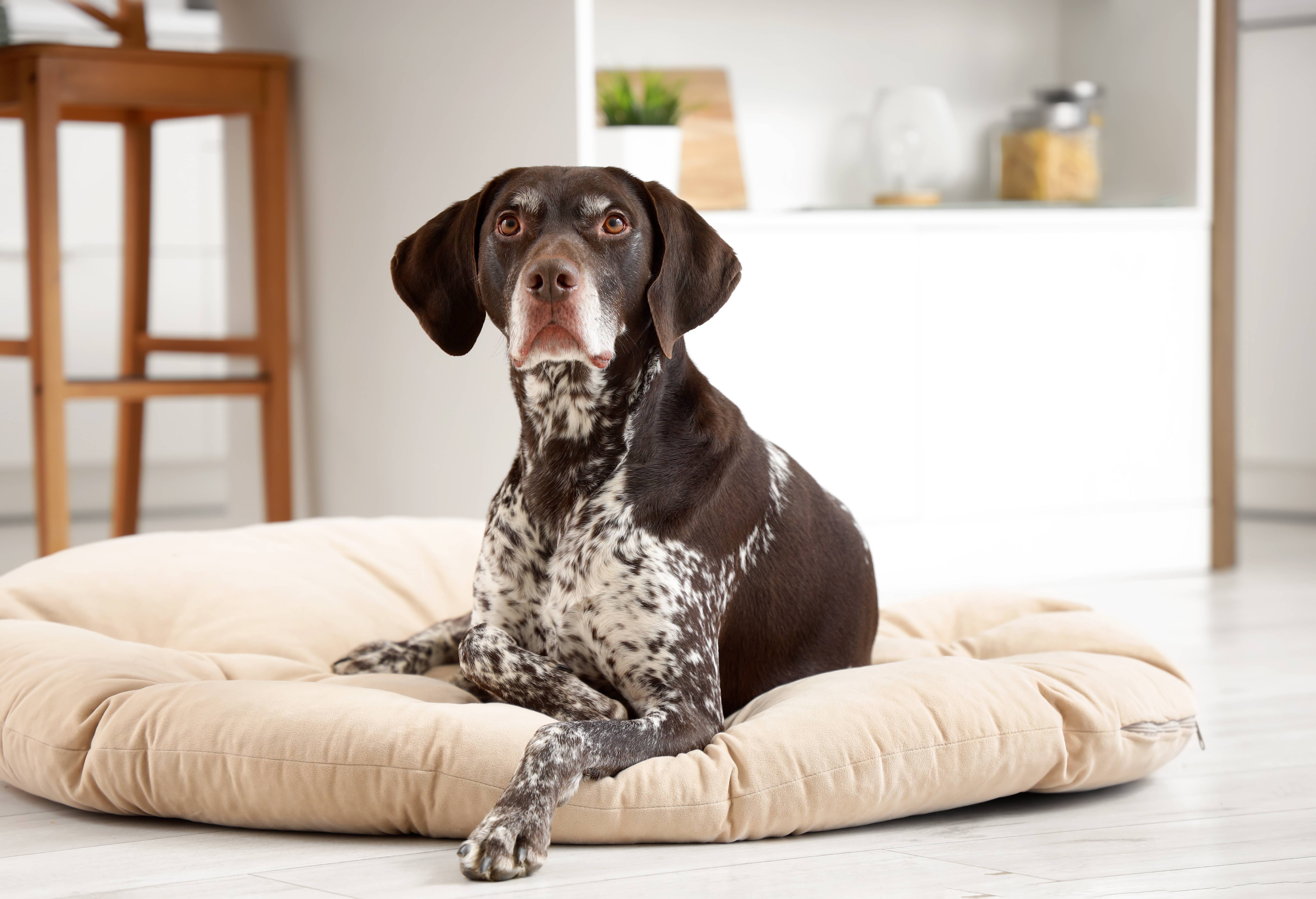 Brauner Hund mit Flecken liegt auf einem beigen Hundebett in einem hellen Raum.