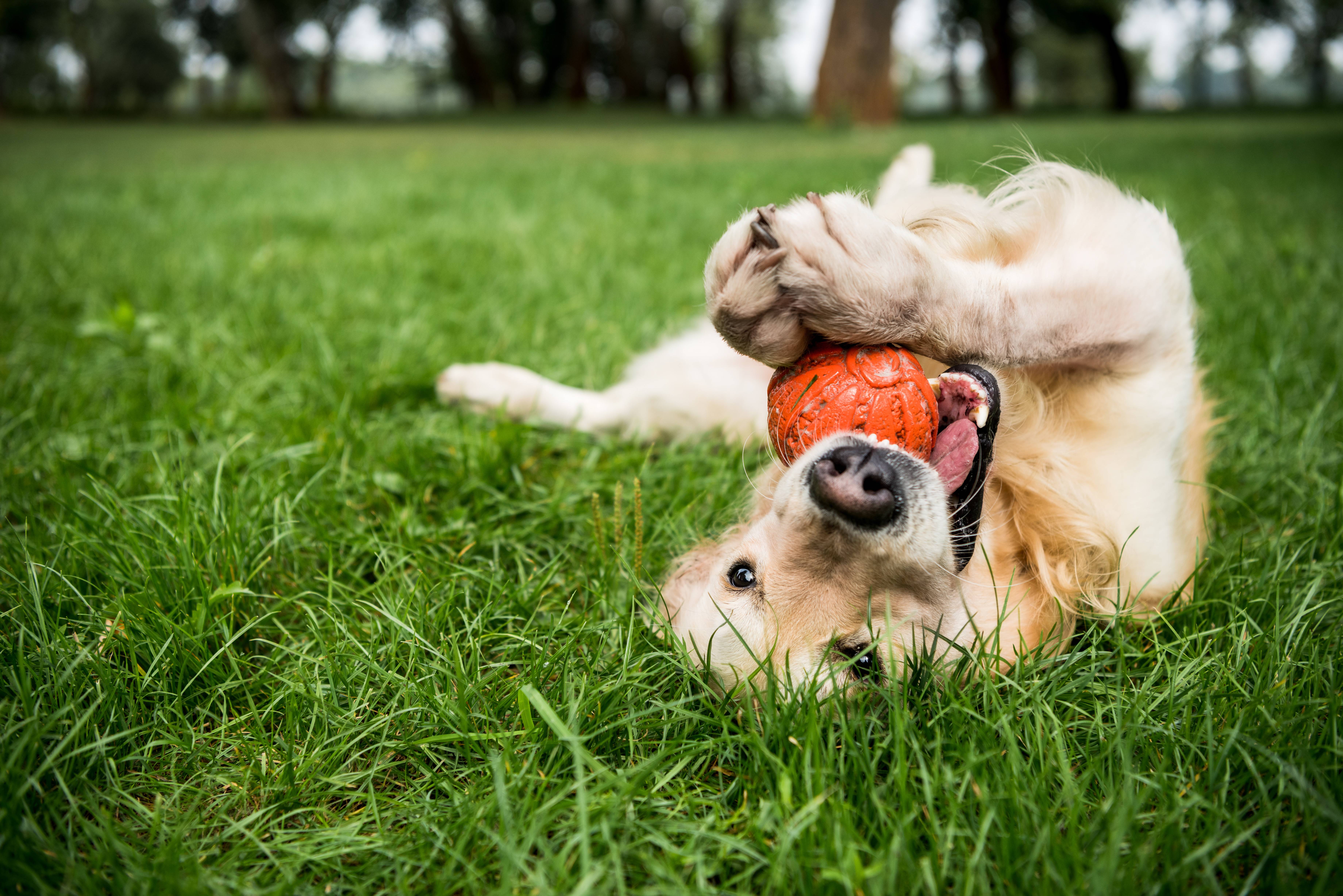 Golden Retriever liegt auf dem Rücken im Gras und spielt mit einem orangefarbenen Ball.
