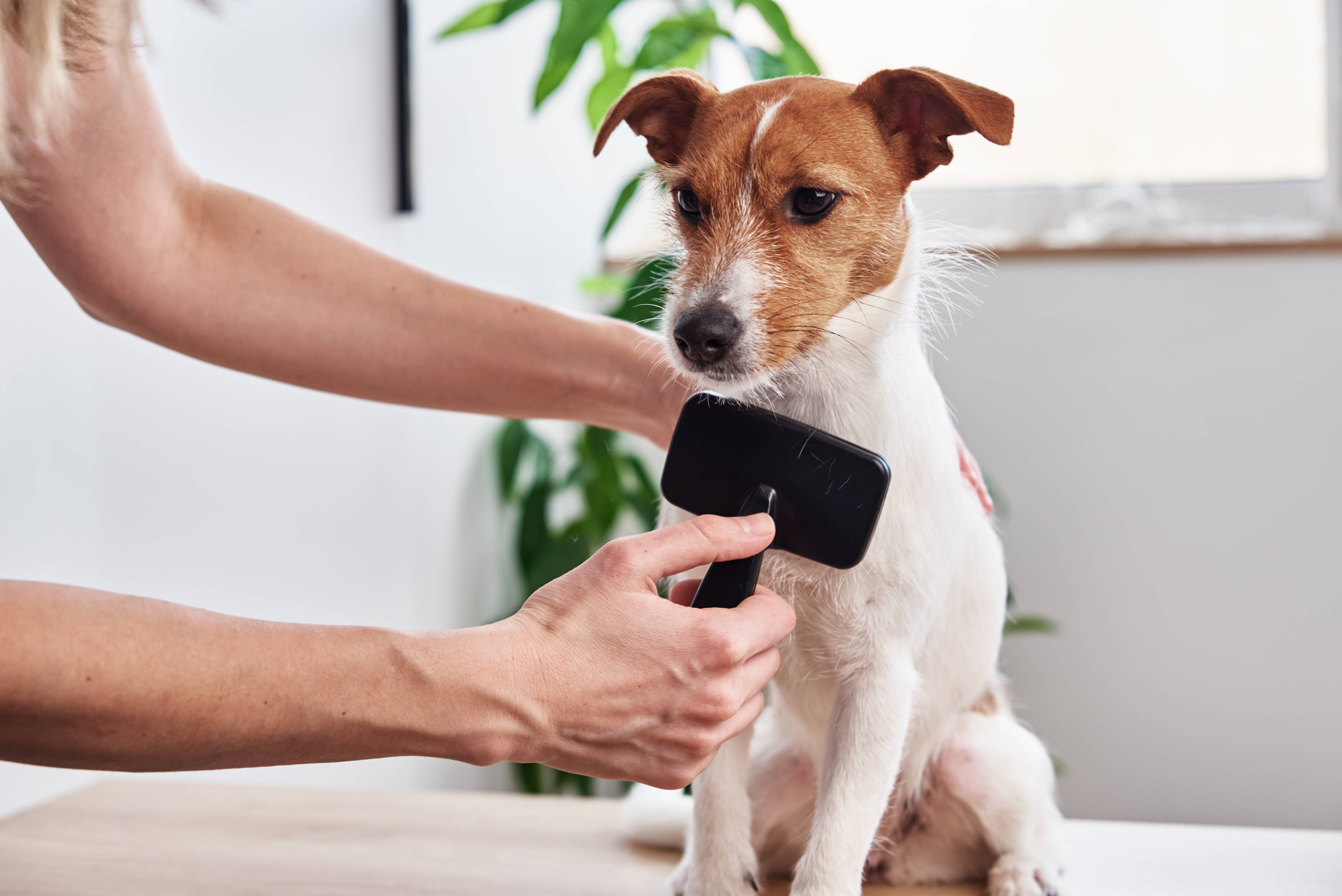 Frau bürstet Hund auf Tisch, mit Pflanze und Fenster im Hintergrund.