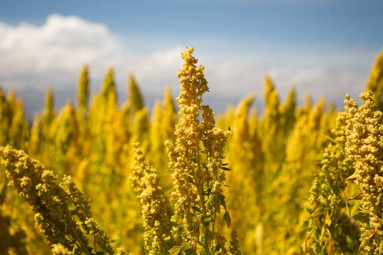 Ein Feld mit reifem Quinoa unter einem blauen Himmel.