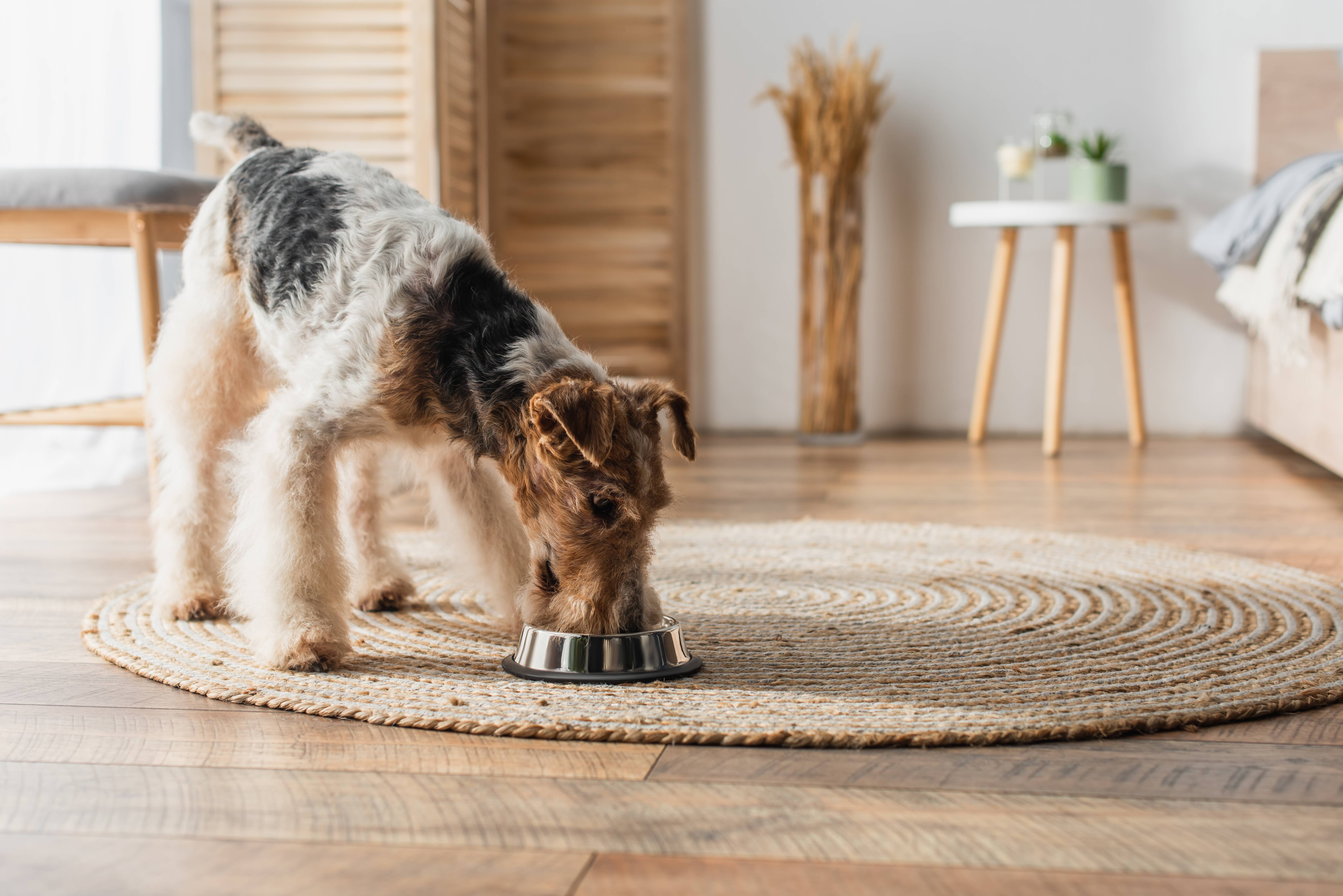 Welsh Terrier Hund frisst aus einem Napf auf einem runden Teppich im Schlafzimmer.