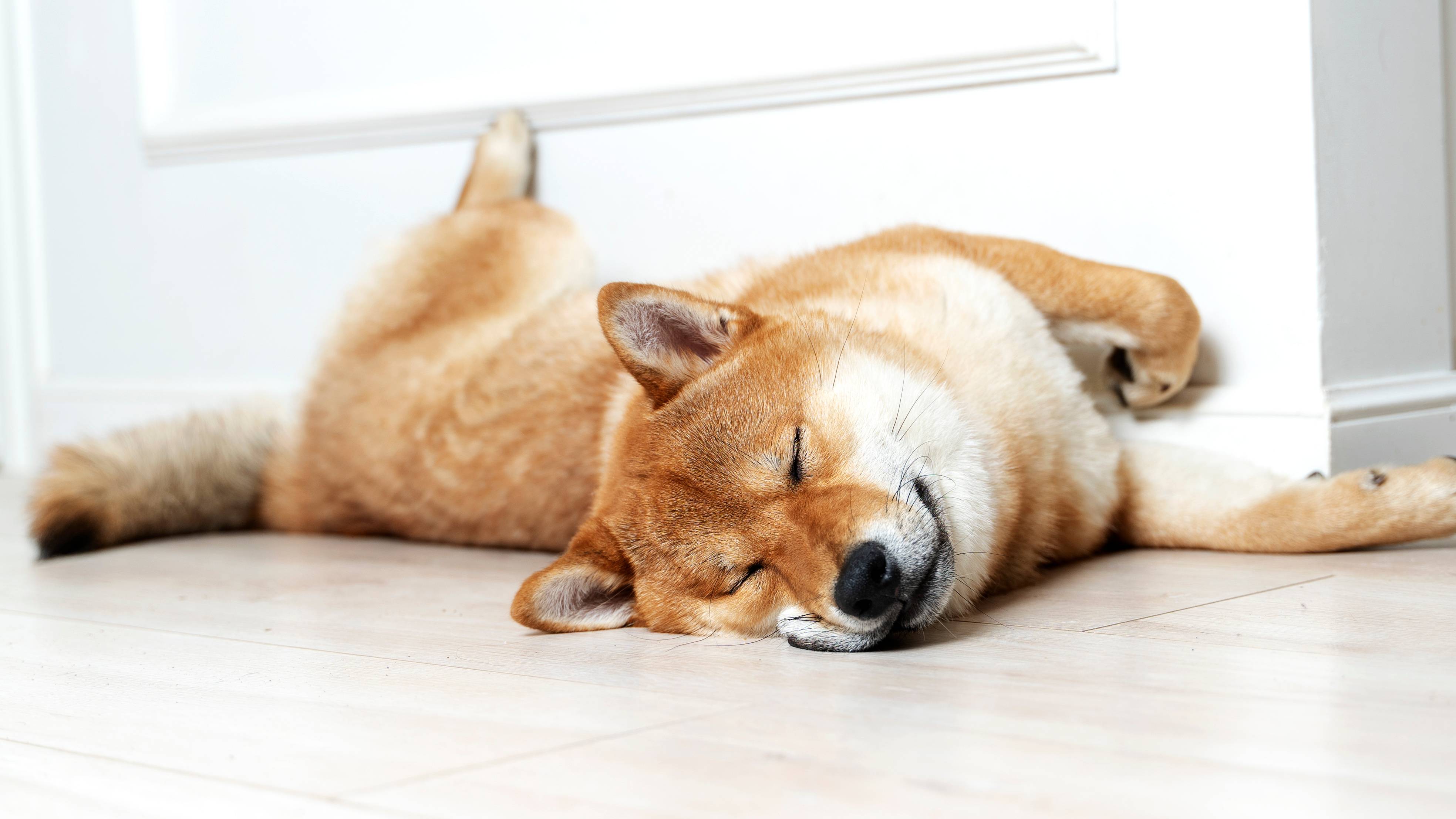 Schlafender Shiba Inu Hund liegt auf dem Boden an der Wand.