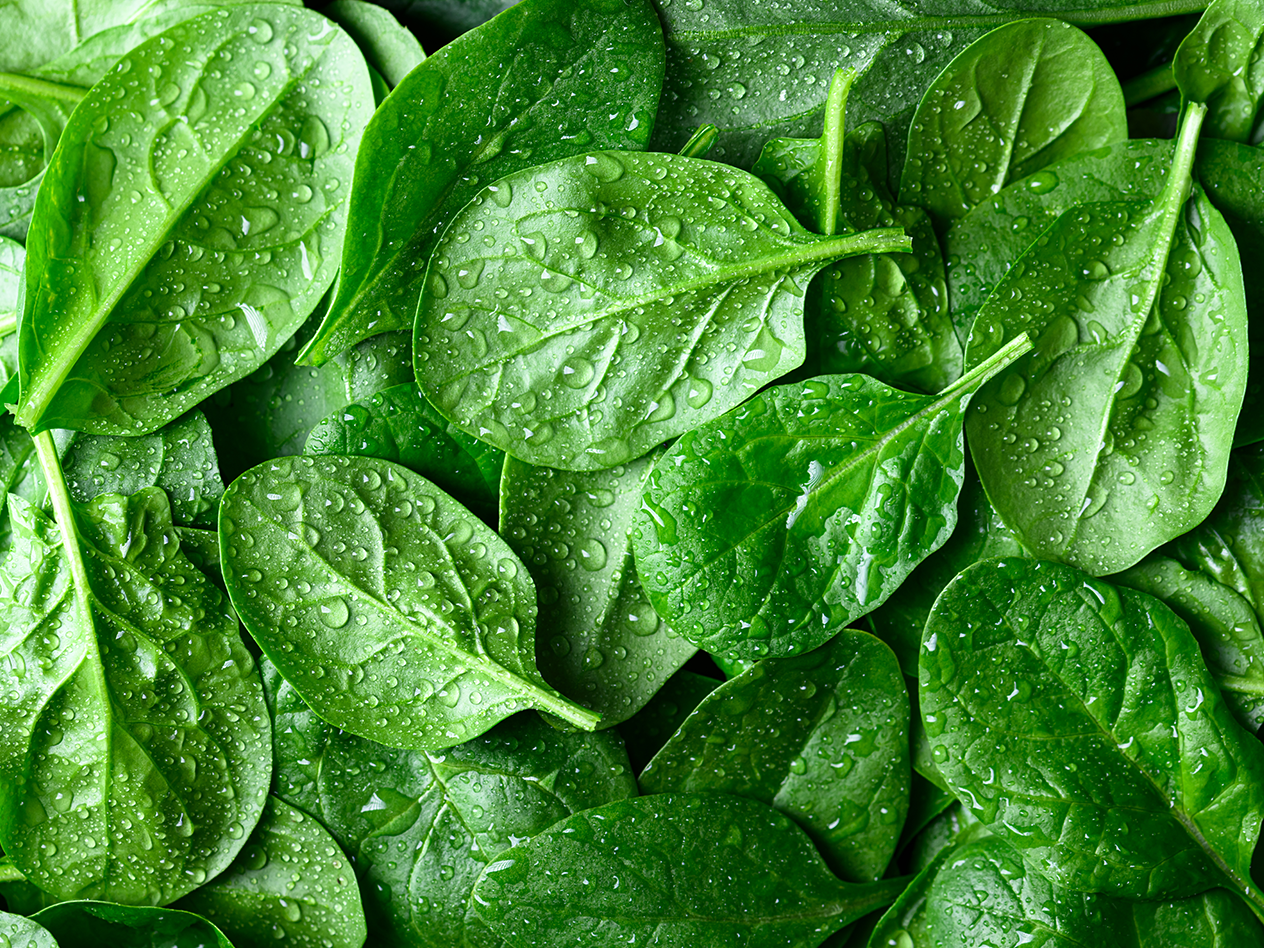 Frische Spinatblätter mit Wassertropfen