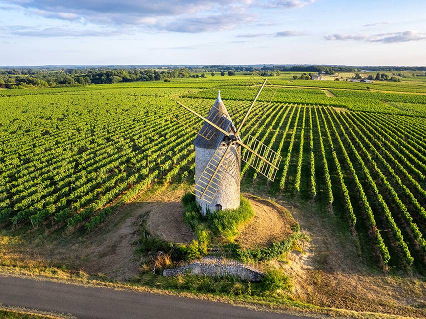 Windmühle umgeben von grünen Weinbergen unter blauem Himmel.