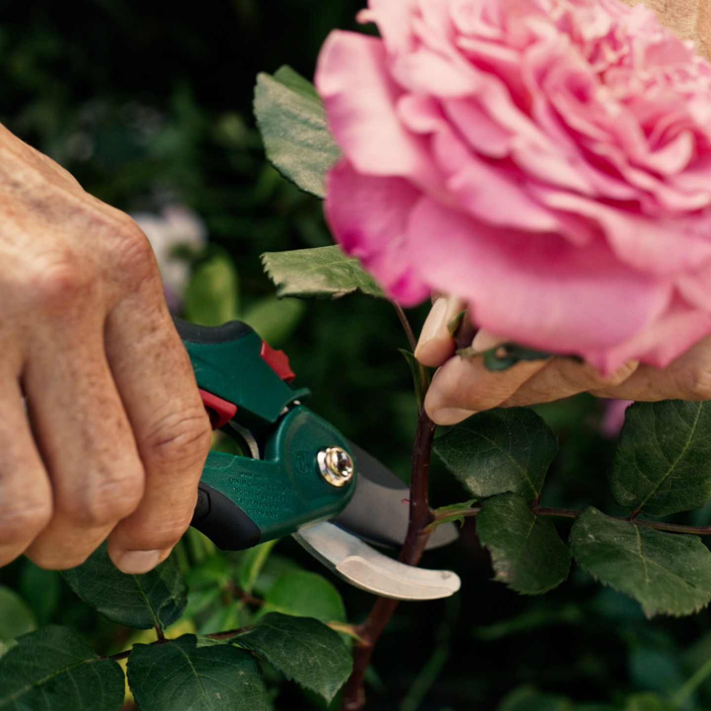 Hand schneidet einen rosa Rosenstiel mit einer Gartenschere.