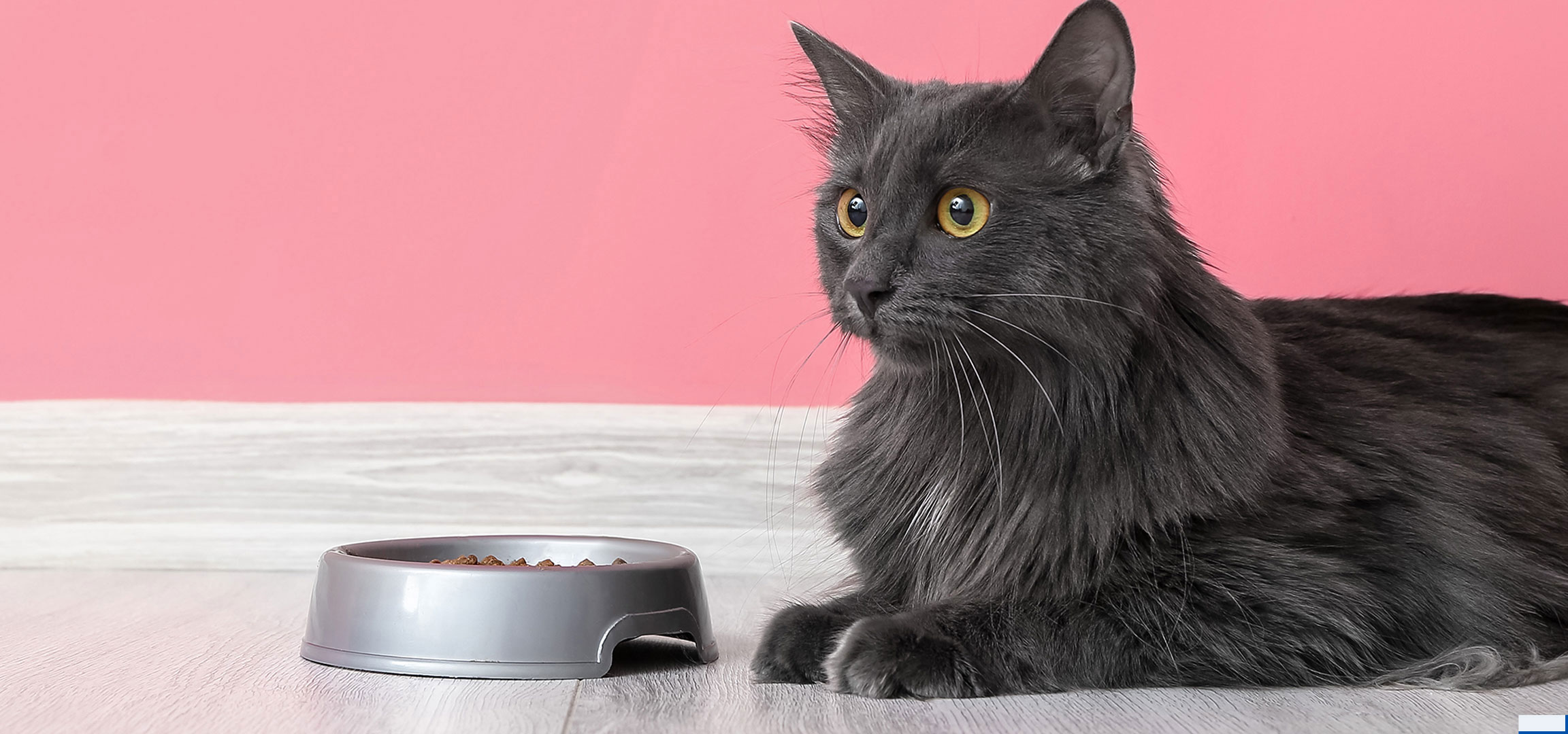 KI-generiert: Graue Katze mit Futternapf auf Holzfußboden und rosa Hintergrund