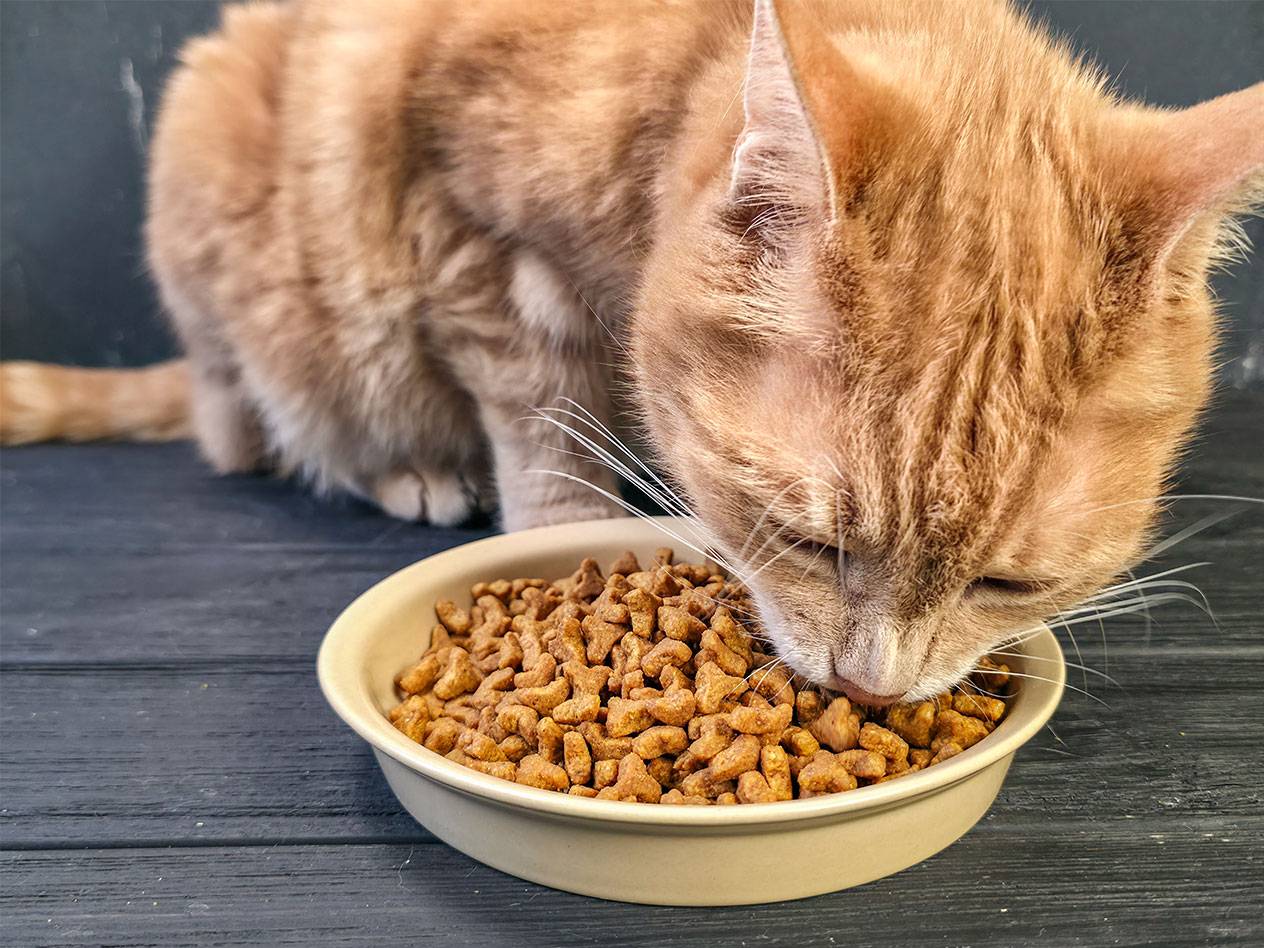 Roter Kater frisst Trockenfutter aus einem Napf.