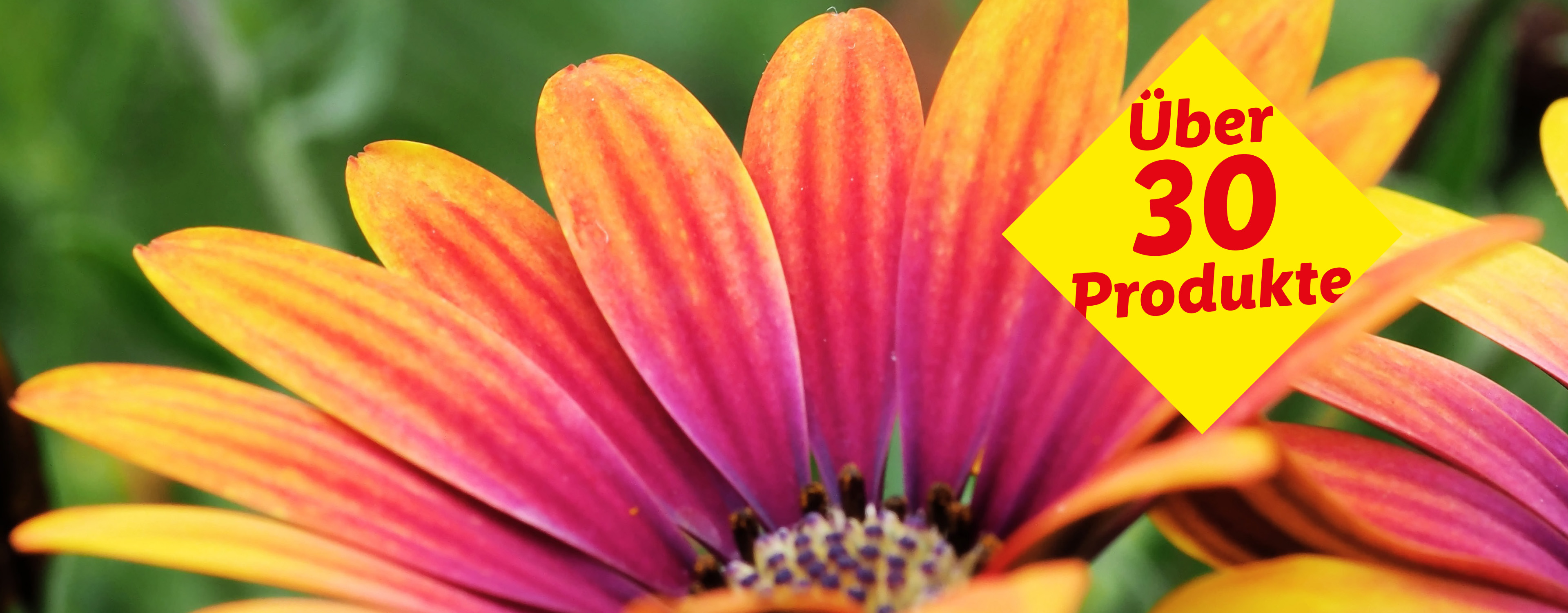 Nahaufnahme einer Blume mit gelb-roten Blütenblättern und einem gelben Banner mit der Aufschrift 'Über 30 Produkte'.
