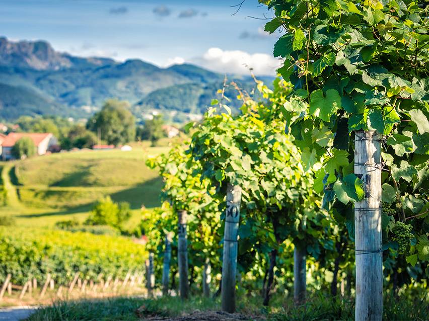 Üppig grüne Weinrebenreihen mit Bergen und einem Dorf im Hintergrund unter blauem Himmel