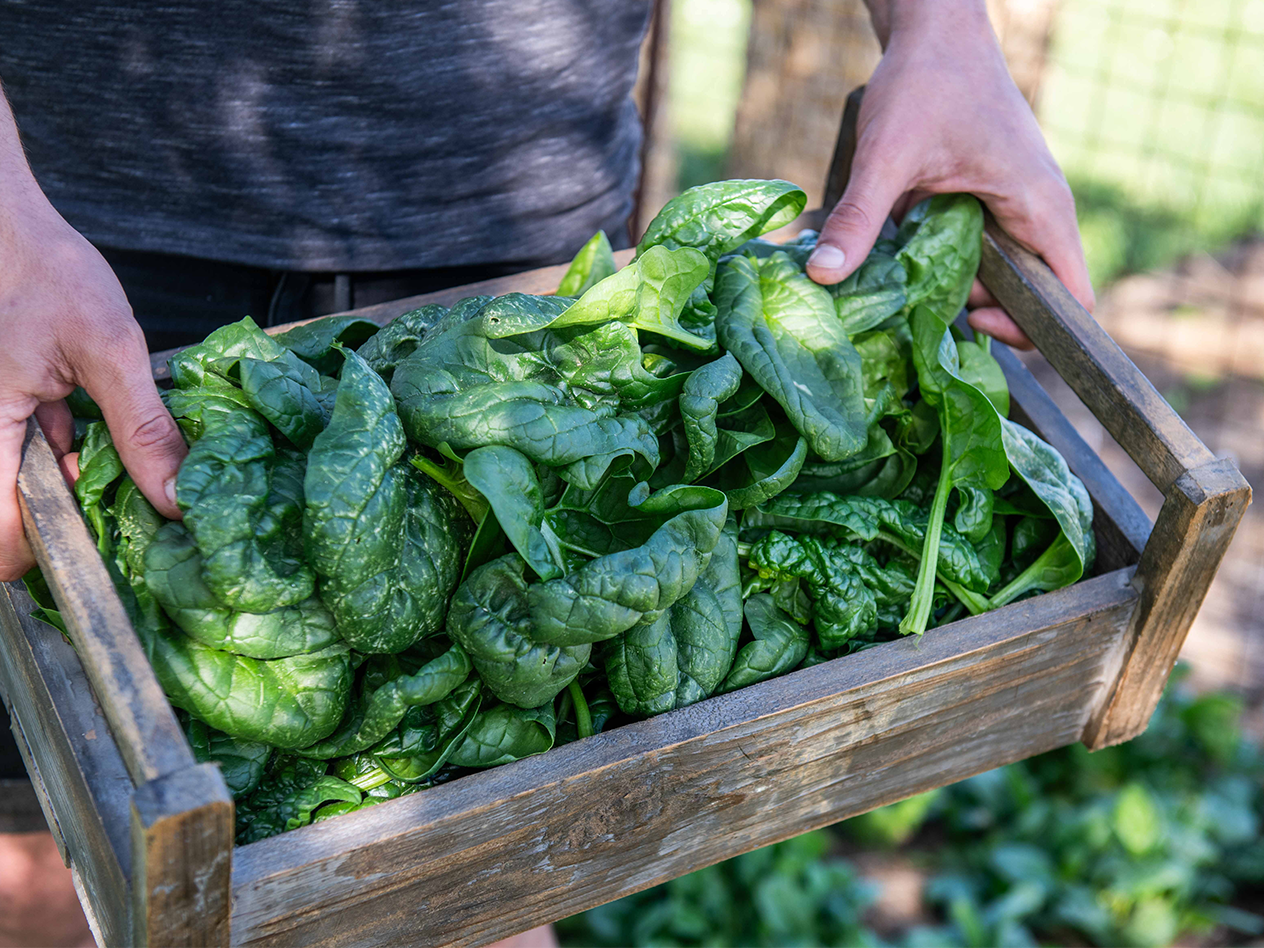 Hände halten eine Holzkiste voller frischem Spinat.