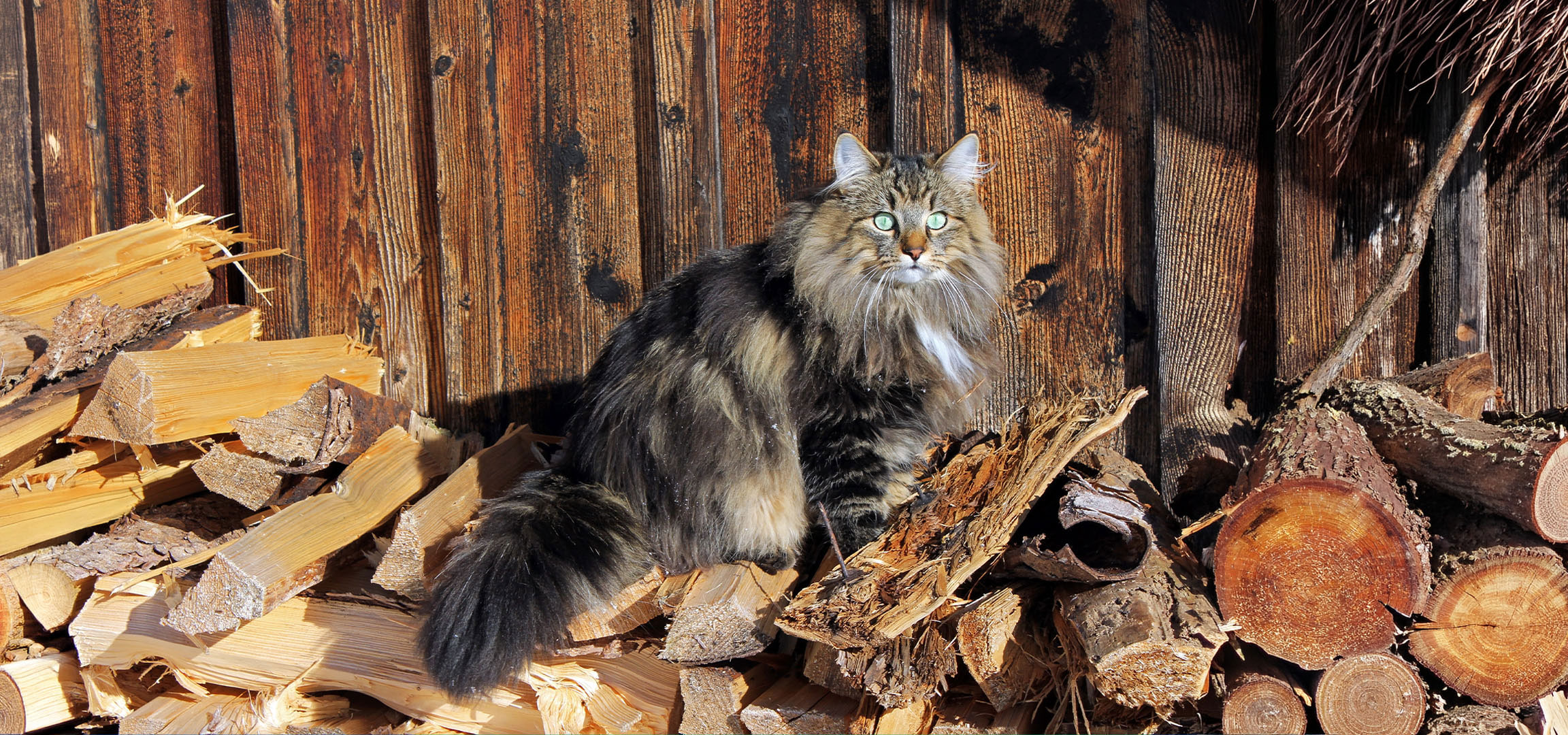 KI-generiert: Flauschige Katze mit grünen Augen sitzt auf einem Holzstapel vor einer Holzwand.