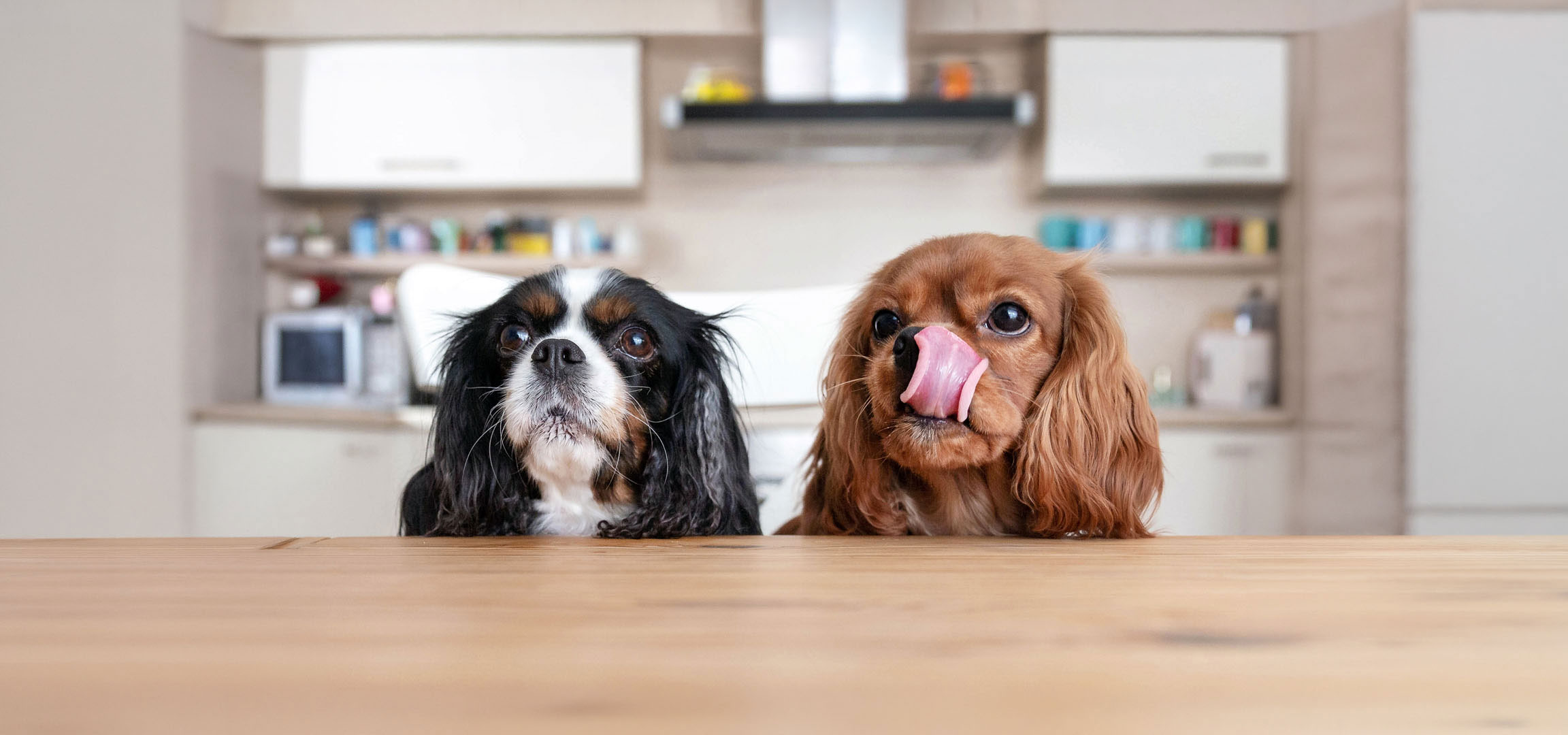KI-generiert: Zwei Cavalier King Charles Spaniel, ein Tricolor und ein Ruby, schauen von einem Tisch hoch.