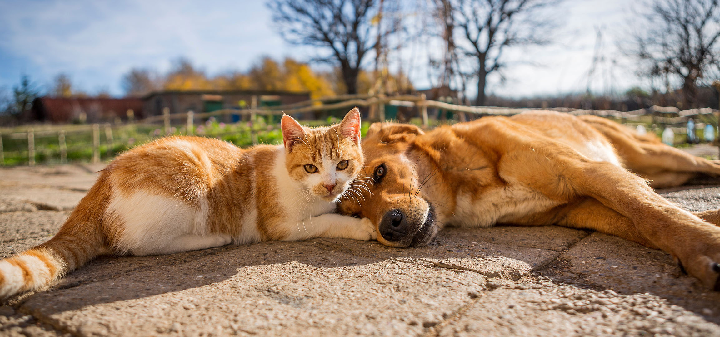 KI-generiert: Eine Katze und ein Hund ruhen in der Sonne auf einer gepflasterten Terrasse.