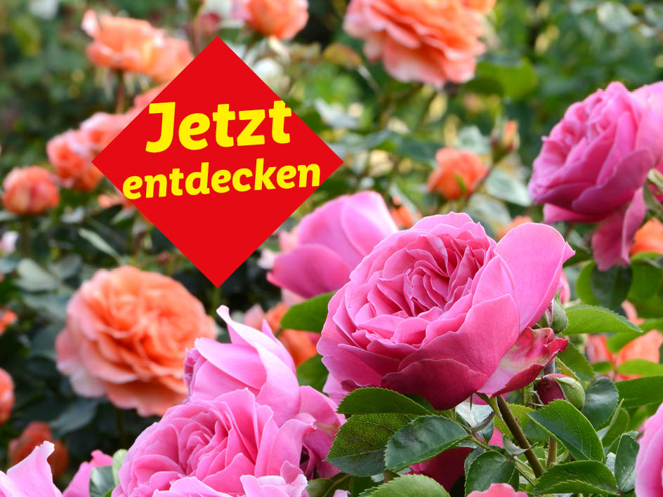 Ein Garten mit rosa und orangefarbenen Rosen und einem roten Schild mit der Aufschrift „Jetzt entdecken“.