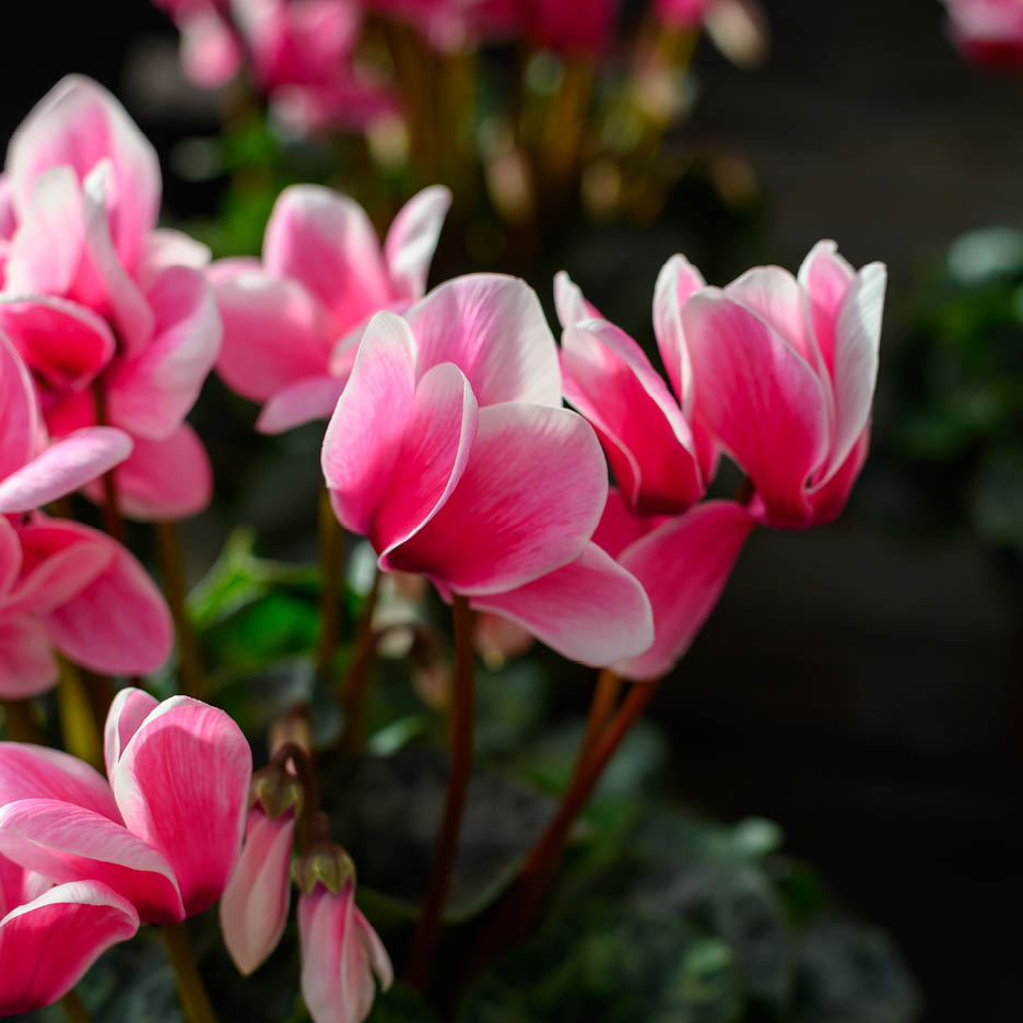 Nahaufnahme von leuchtend rosa Alpenveilchenblüten mit weißen Rändern