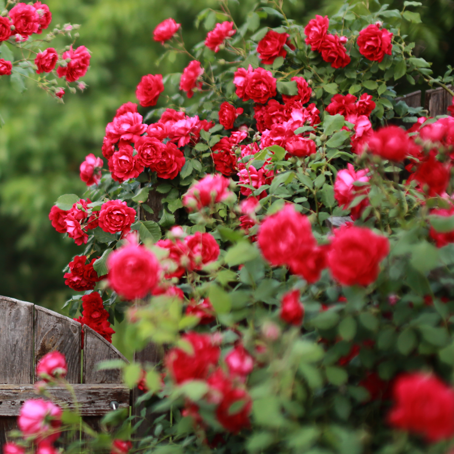Leuchtend rote Rosen blühen üppig an einem Holzzaun, mit verschwommenem Grün im Hintergrund.
