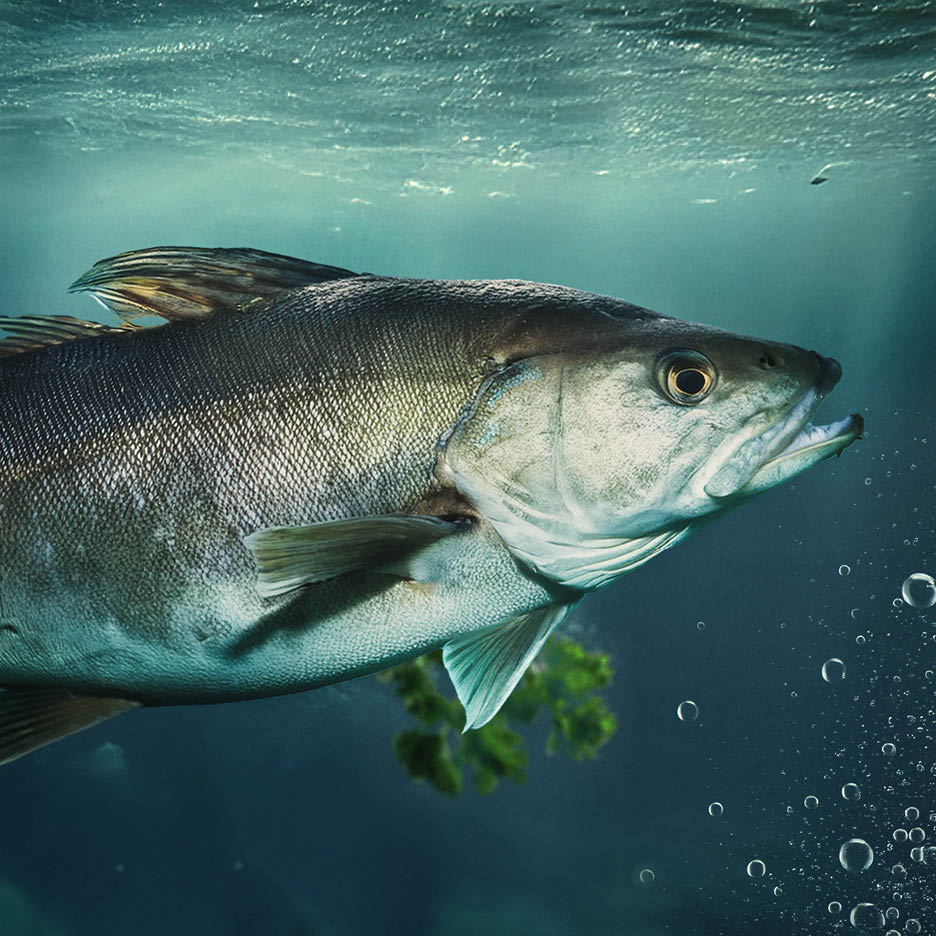 Ein Fisch schwimmt unter Wasser, mit Blasen und Pflanzen im Hintergrund.