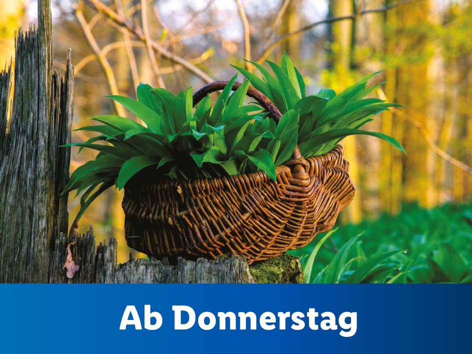 Es ist wieder Bärlauch Zeit