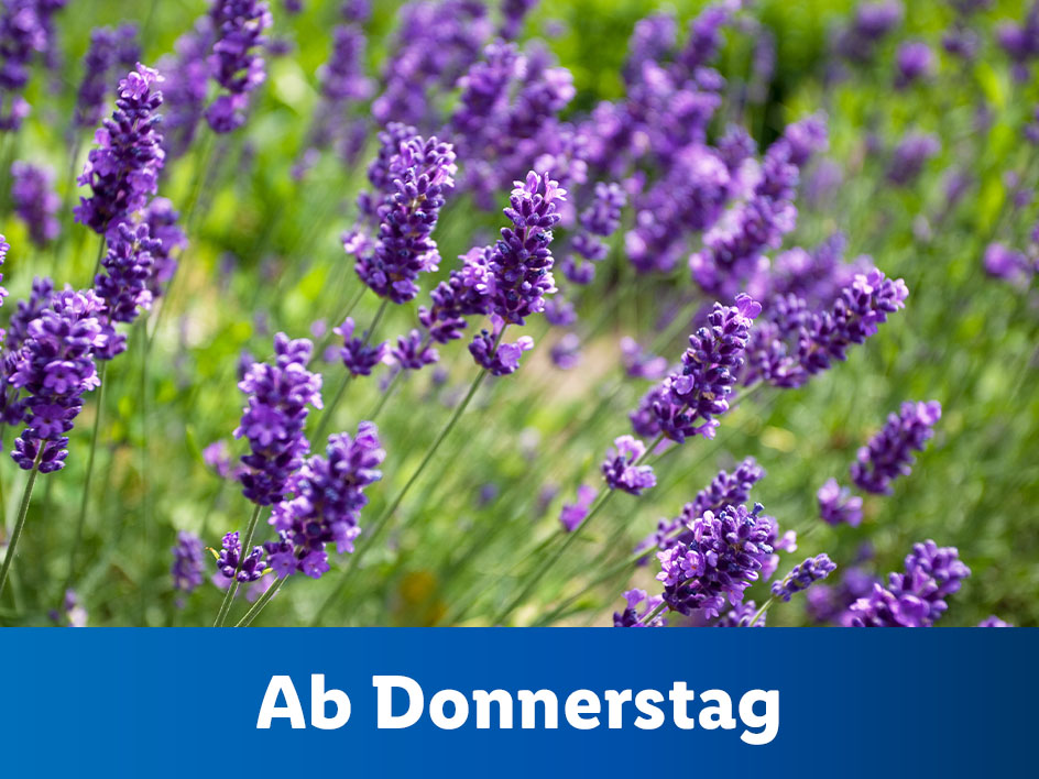 Lavendelblüten mit dem Text 'Ab Donnerstag'.