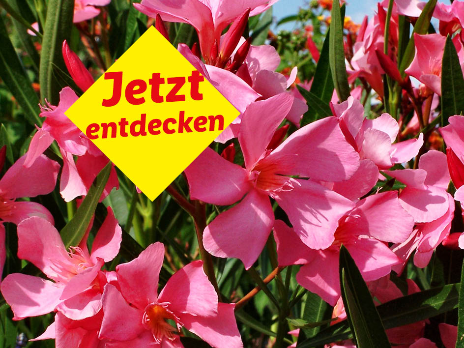 Pink Nerium oleander blossoms with a yellow sign saying 'Jetzt entdecken' (Discover now).