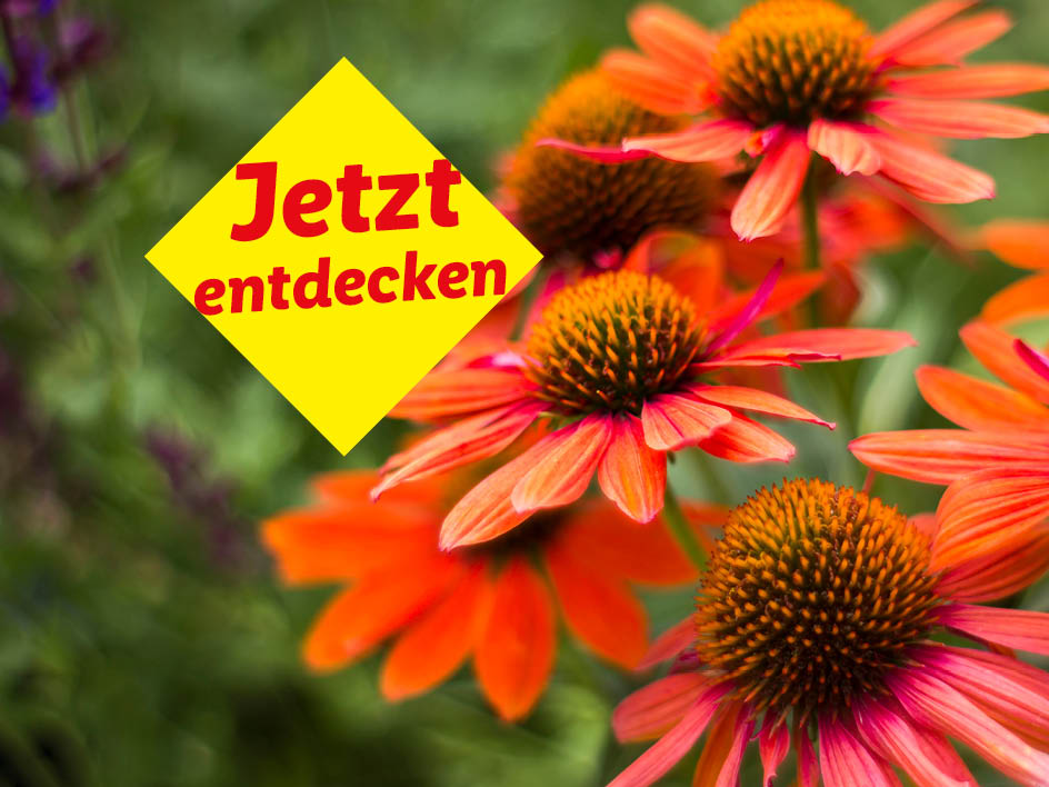 Orangefarbene Echinacea-Blüten mit dem Text 'Jetzt entdecken' auf gelbem Hintergrund.