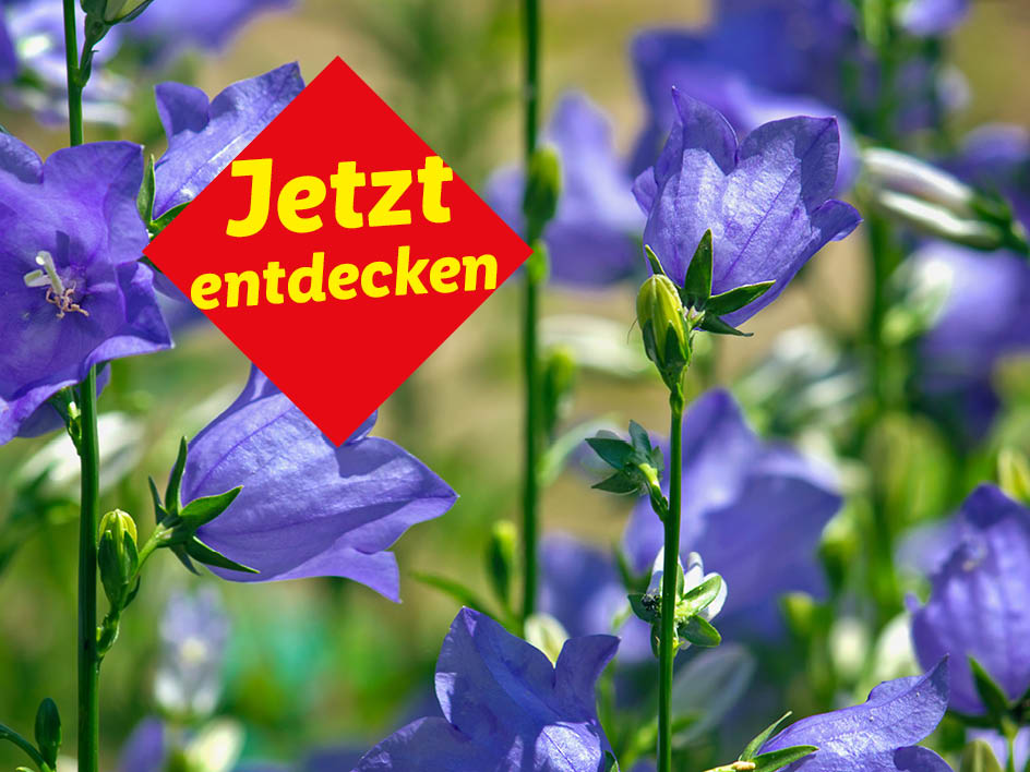 Violette Glockenblumen im Fokus mit dem Slogan 'Jetzt entdecken'.