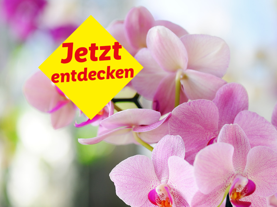 Rosa Orchideen mit einem gelben Schild, auf dem „Jetzt entdecken“ steht.