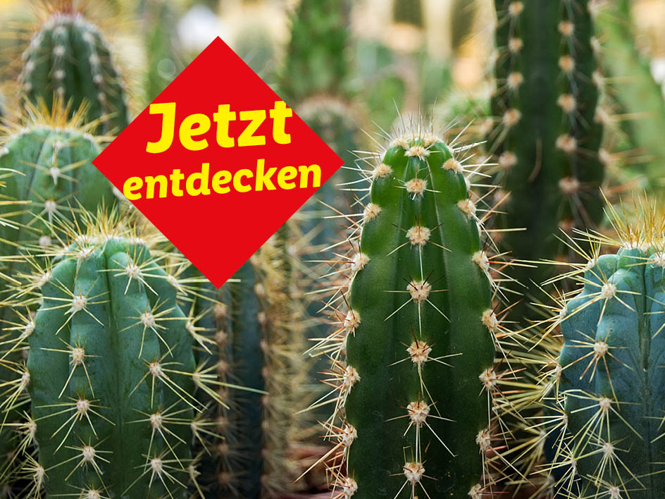 Kakteen mit rotem Banner 'Jetzt entdecken'
