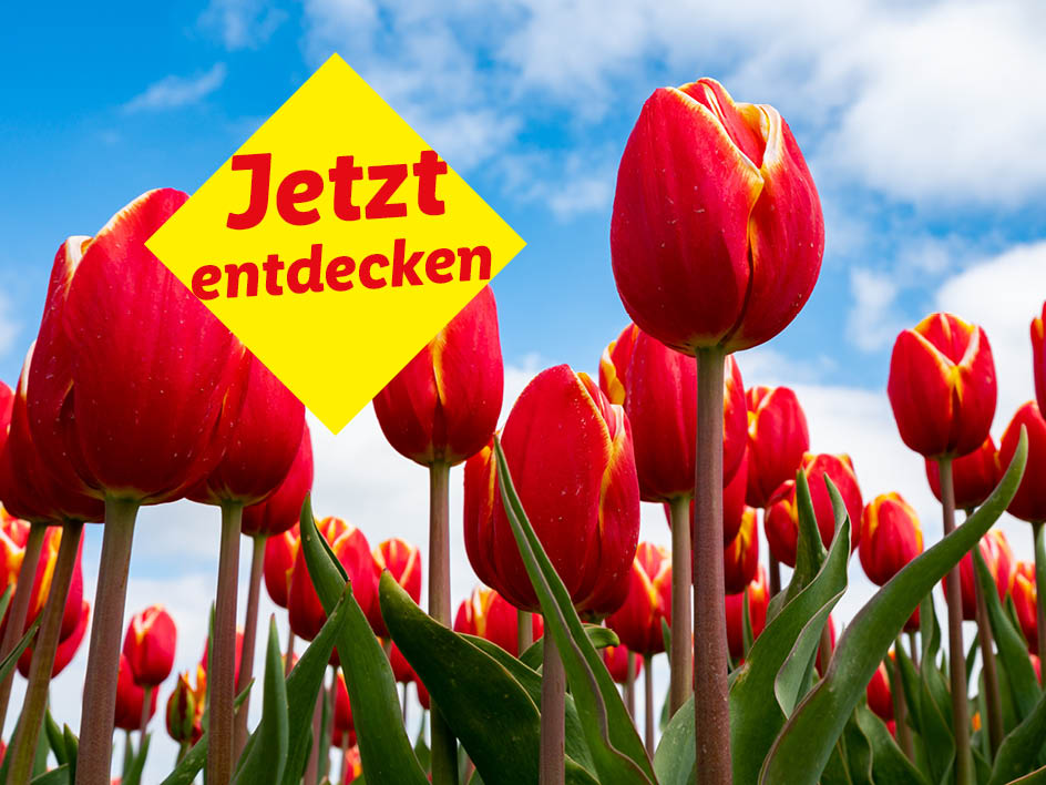 Rote Tulpen unter blauem Himmel mit gelbem Banner „Jetzt entdecken“.