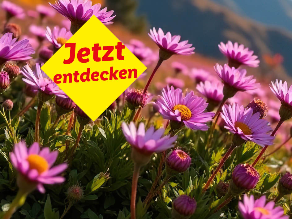 Ein Feld mit lila Blumen mit einem gelben Banner, auf dem „Jetzt entdecken“ steht.